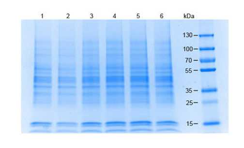 Coomassie stained SDS-PAGE of 20 μg of (1) Hela WCL, (2) Jurkat WCL, (3) HEK 293 WCL, (4) MCF-7 WCL, (5) A 549 WCL, (6) Raji WCL separated using a 4-20% gradient gel under reducing conditions. Molecular weight standards are shown.